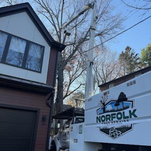 Norfolk Tree Service