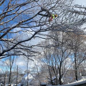 Essential Tree Service