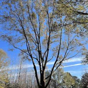 Christian Cut Tree & Lawn