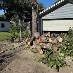 Ocampo Tree Services