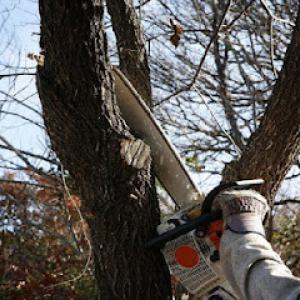 DeClue & Sons Tree Care
