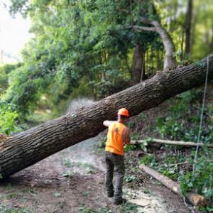 Unlimited Tree-Outdoor Solutions