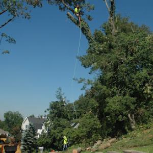 Monmouth County Tree Service