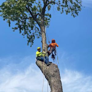 Jose's Tree Service