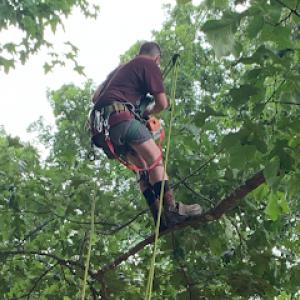 Aspen Tree Service