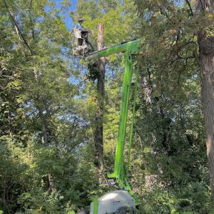 Tree & Leaf Tree Care