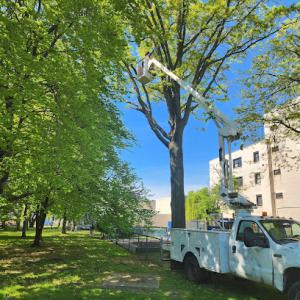 Evergreen Tree Specialists