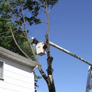 Tree Trimming & Pruning Queens