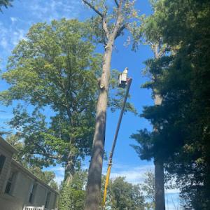 United Tree Services