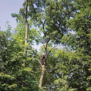 Tigre Tree Care & Landscaping