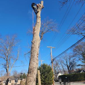 Five Star Tree Service