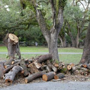 Atascadero Tree Service