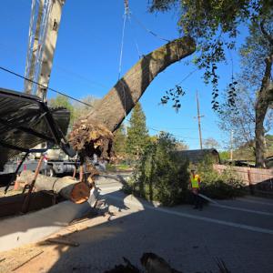 Scovell Tree Surgery