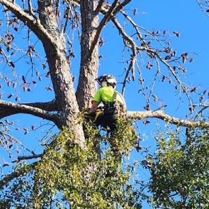 Arborene Tree Care