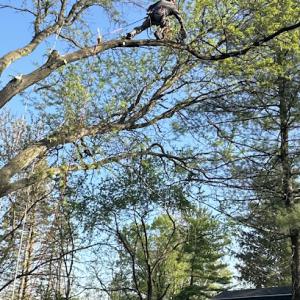 F & H Tree Service
