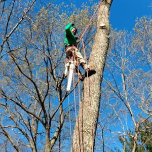 Optimus Tree Service & Landscaping