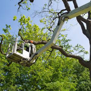 Pawtucket Tree Service