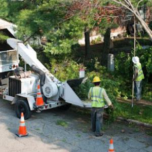 Attleboro Tree Removal Services