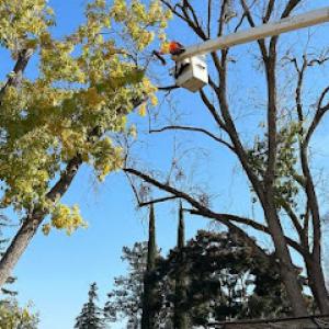 Agri-Mex Tree & Landscape