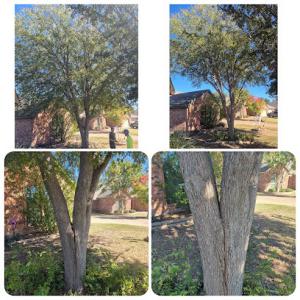 Kings Tree Services