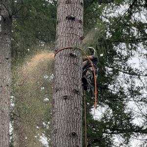 Northern Craft Tree Solutions