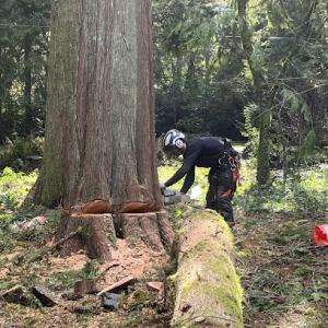 Chop N' Drop Tree Care