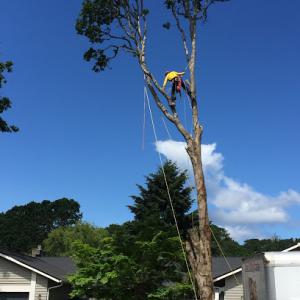Hanson Tree Service