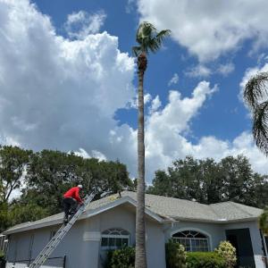 Javier Diaz Tree Service