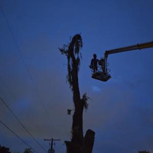 Clear Cut Tree Masters