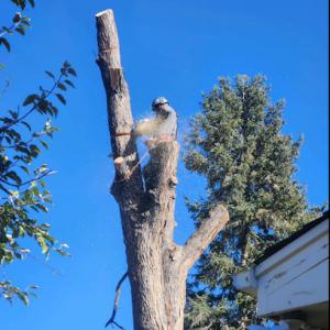Taylor Tree Removal Company
