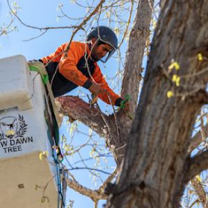 New Dawn Tree Service