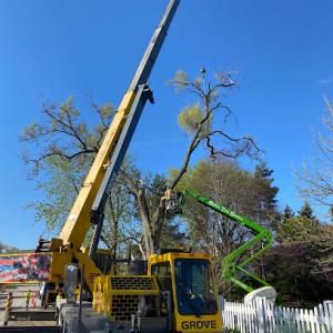 Skyline Tree Service & Landscaping