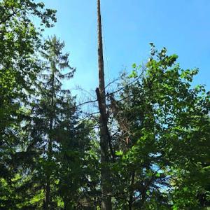 EVG Tree Removal Service