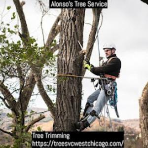 Alonso's Tree Service