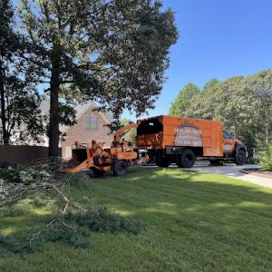 Skyline Tree Removal