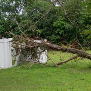 Newbury Park Tree Service