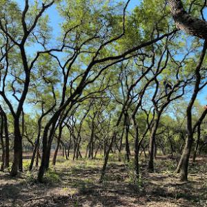 Precision Tree Service