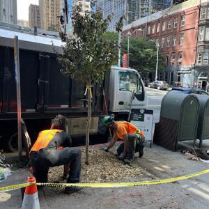 Ballard Tree Service