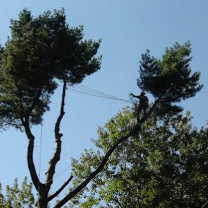 Ward Brothers Tree & Crane Services