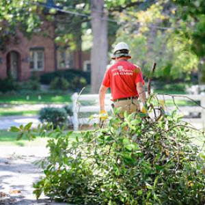 Jackson Tree Service