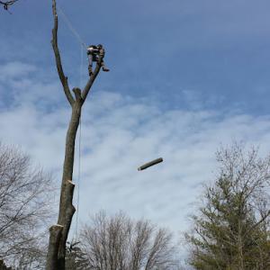 Ed's Tree Service St.louis, & surrounding areas