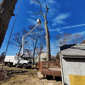 Rocco's Tree Removal