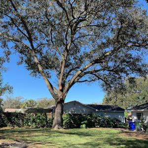 Monkey Business Tree Care Specialists