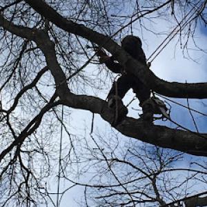 Diaz Landscape Design & Tree Service