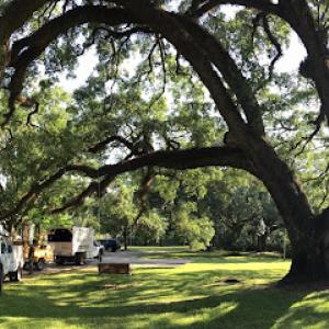 Bofinger's Tree Service