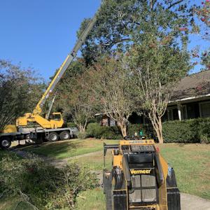 Hedgehog Tree Service & Custom Pruning.