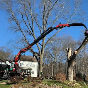 Woody's Tree Service