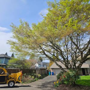 Priority Tree Service
