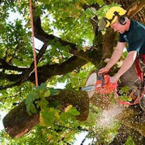 Kustom Trim Tree Service
