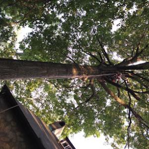 Big Macks Tree Service